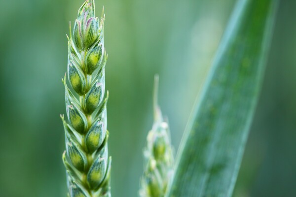 Аграрии снизили продажи зерна экспортерам