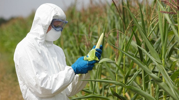 Страны ЕС попросили смягчить правила по ГМО в сельском хозяйстве