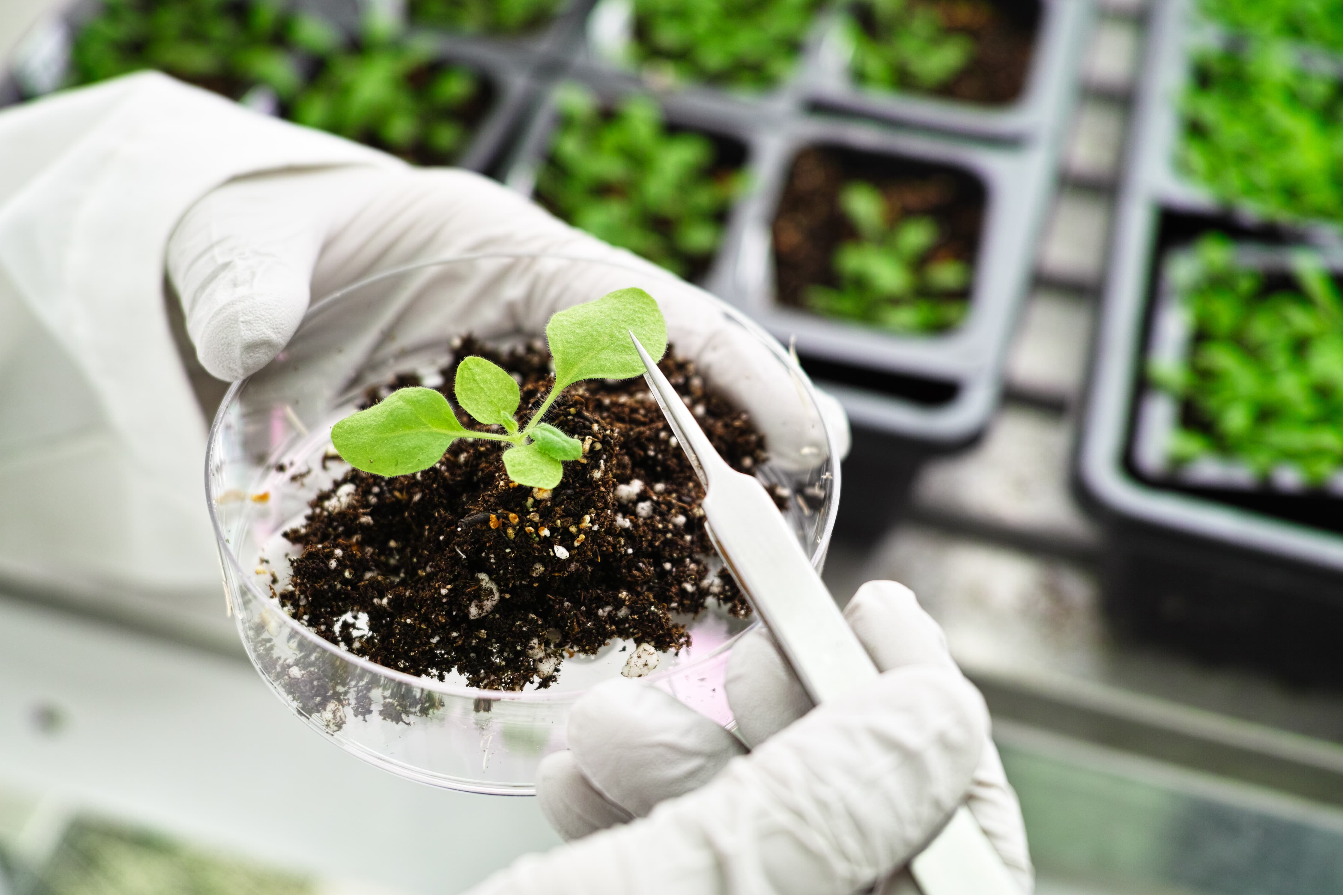 Опыты над растениями. Трансгенные растения биотехнология. Трансгенные растения табака. Растения в пробирках. Исследование растений.